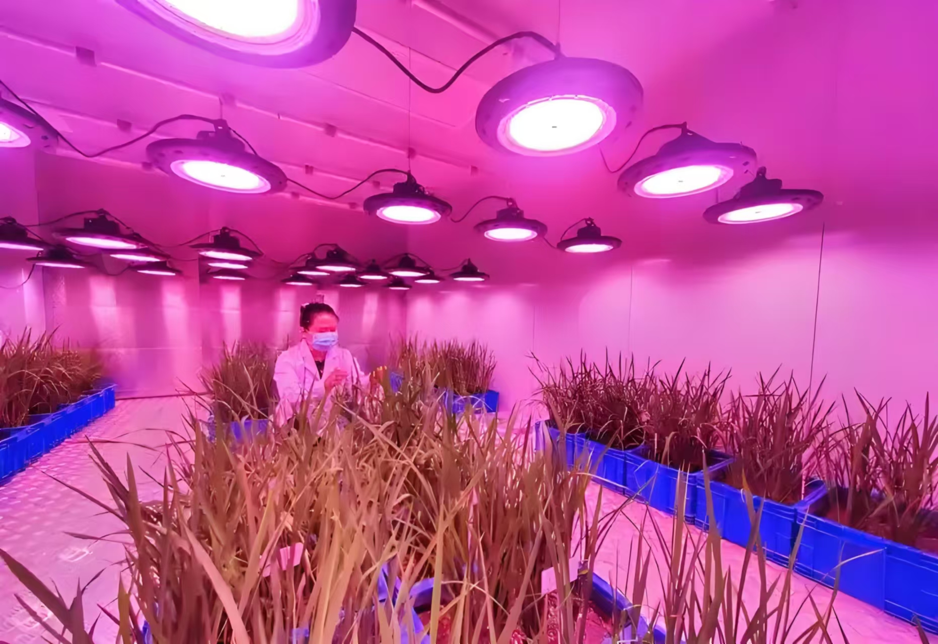 新乡人工气候室在农业领域的应用